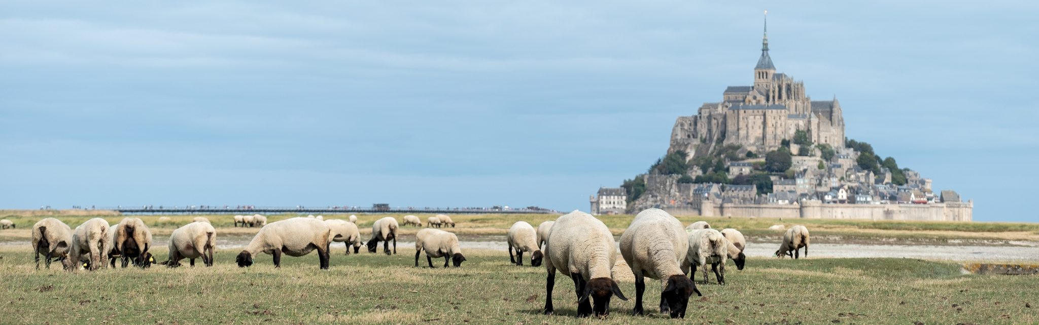 L'agneau pré salé, un mets de luxe. Les Artcutiers