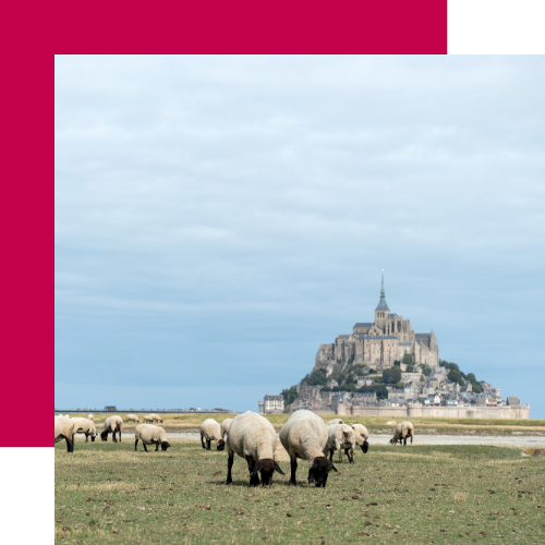 agneau pré salé de la baie du mont saint michel